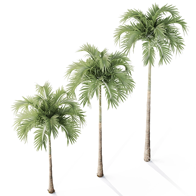 Tropical Christmas Palm Tree Model 3D model image 2