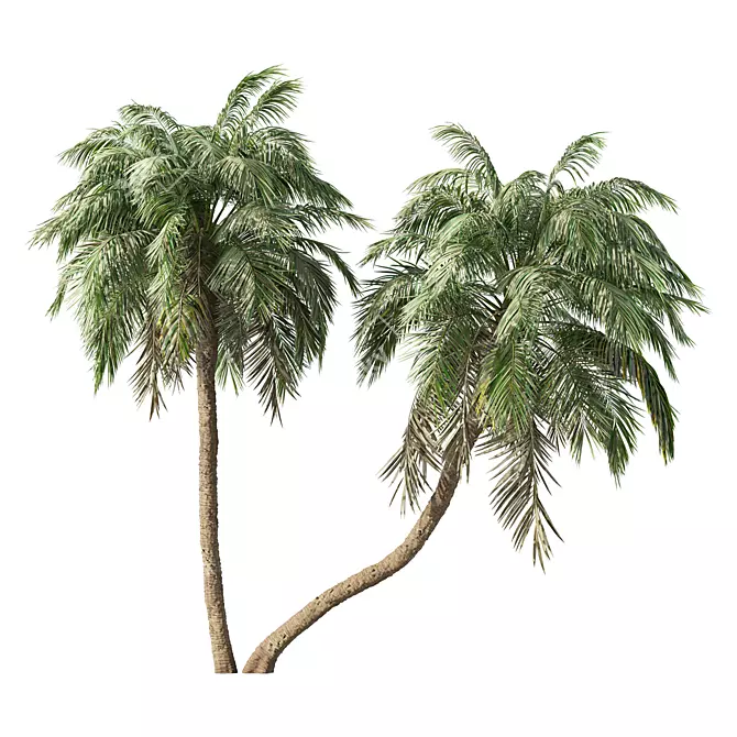 Tropical Palm Tree Home Decor 3D model image 1