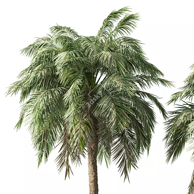 Tropical Palm Tree Home Decor 3D model image 2