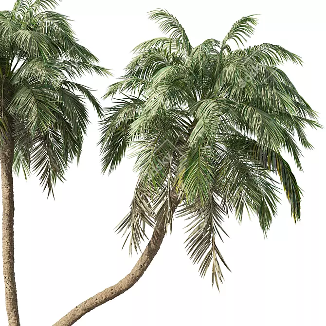 Tropical Palm Tree Home Decor 3D model image 3