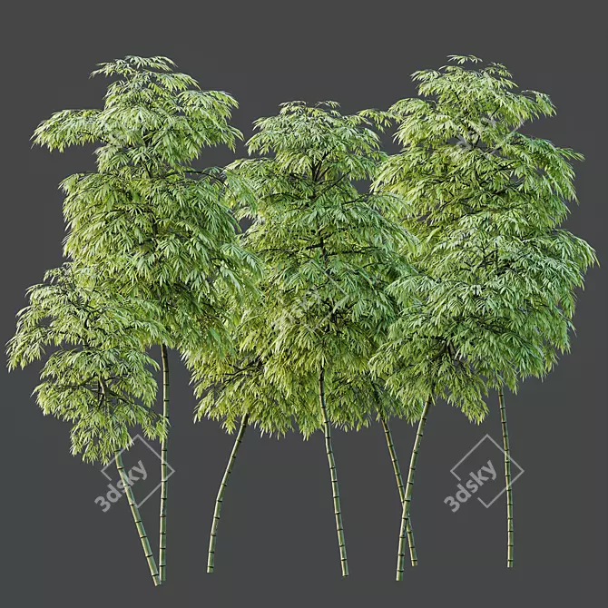 Therapeutic Bamboo Tree Models Pack 3D model image 2