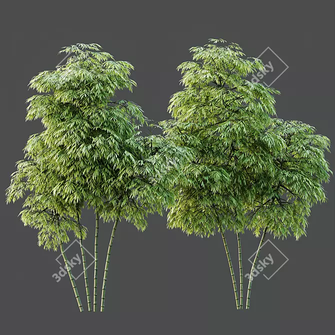 Therapeutic Bamboo Tree Models Pack 3D model image 4