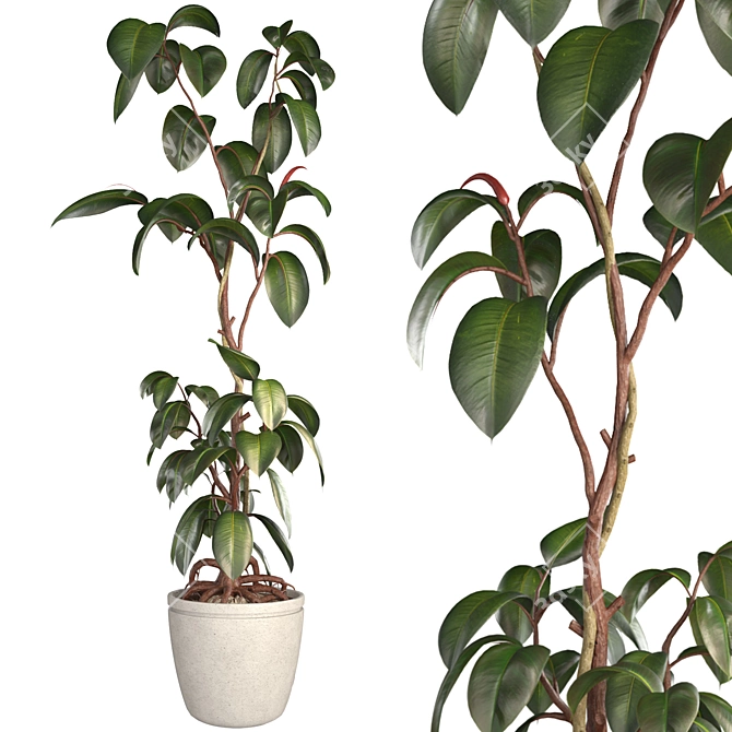 3D Plant & Decor Collection 3D model image 4