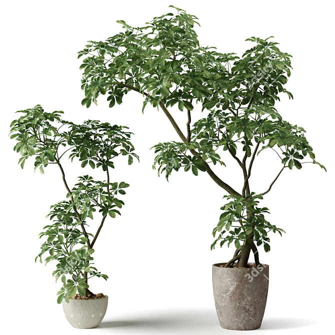 Shefflera Indoor Plant Collection 3D model image 1