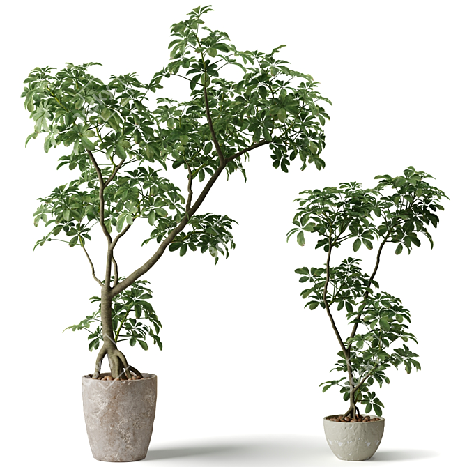 Shefflera Indoor Plant Collection 3D model image 2