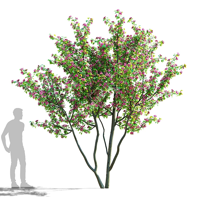 Paul's Scarlet Hawthorn Tree Models 3D model image 2