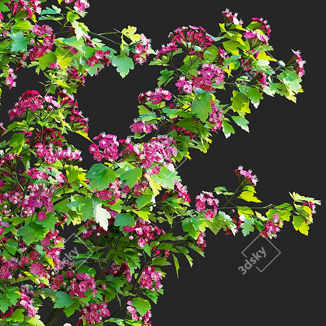 Paul's Scarlet Hawthorn Tree Models 3D model image 6