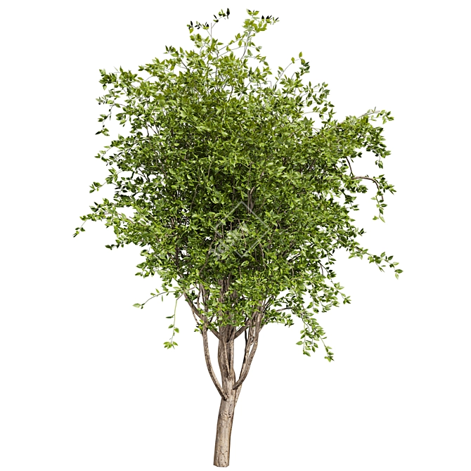 Premium Mulberry Tree 3D Model 3D model image 2