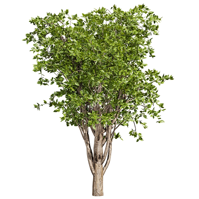 Premium Mulberry Tree 3D Model 3D model image 4