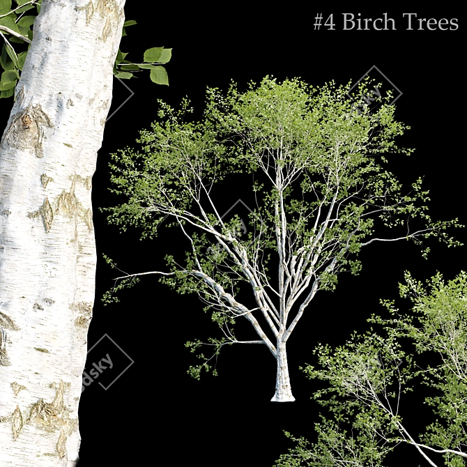 Russian Birch Tree Pack Vol 44 3D model image 1