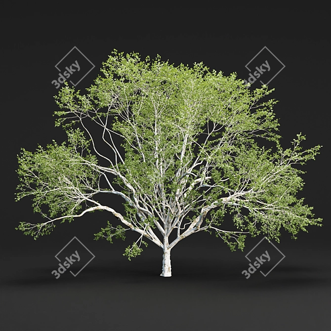 Russian Birch Tree Pack Vol 44 3D model image 2