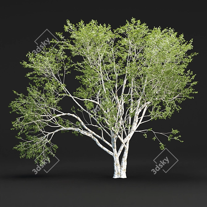 Russian Birch Tree Pack Vol 44 3D model image 3