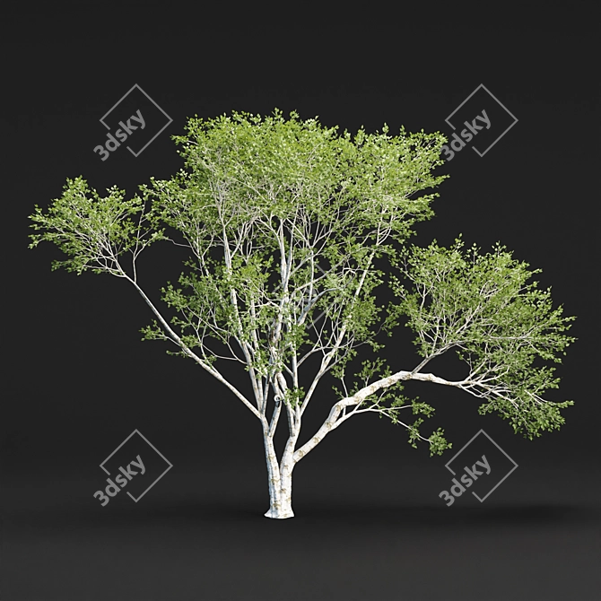 Russian Birch Tree Pack Vol 44 3D model image 4