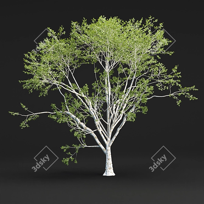 Russian Birch Tree Pack Vol 44 3D model image 5