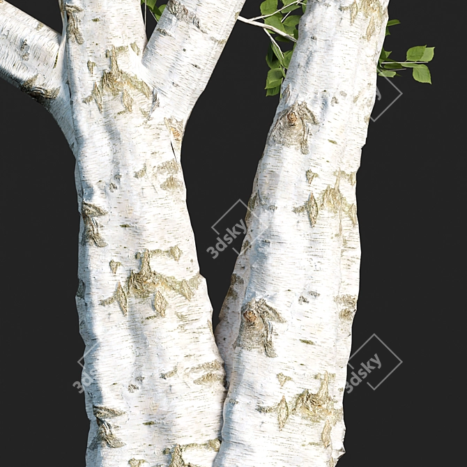 Russian Birch Tree Pack Vol 44 3D model image 6