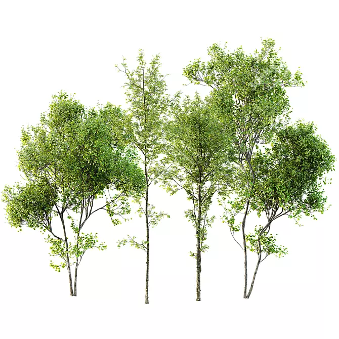 Majestic Tree 3D Models Pack 3D model image 1