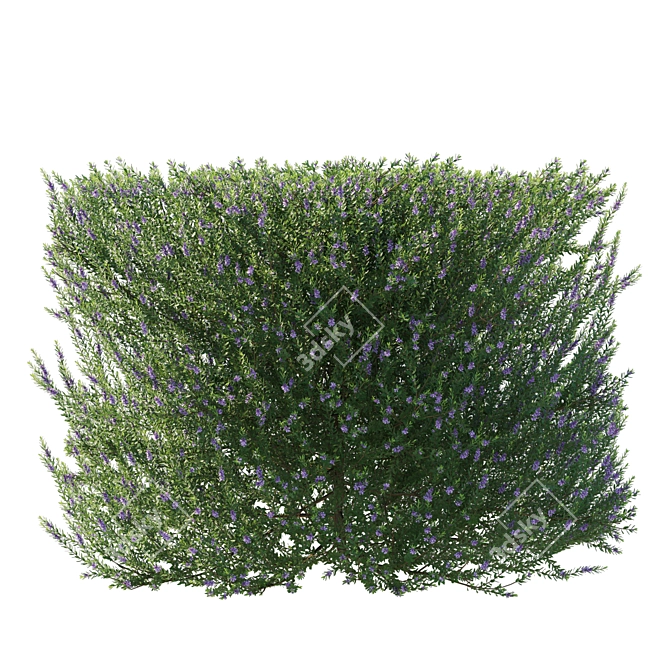 Blue Gem Westringia 03 3D Model 3D model image 2