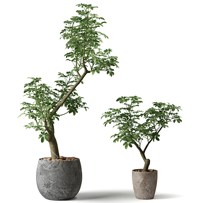 Shefflera Plants in Clay Pots 3D model image 1