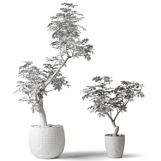 Shefflera Plants in Clay Pots 3D model image 2