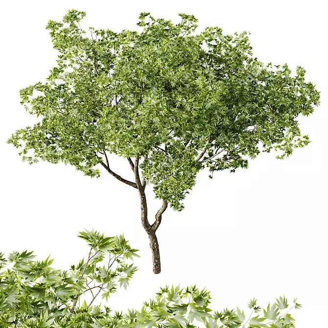 Spring Ash Maple Tree Model 3D model image 5