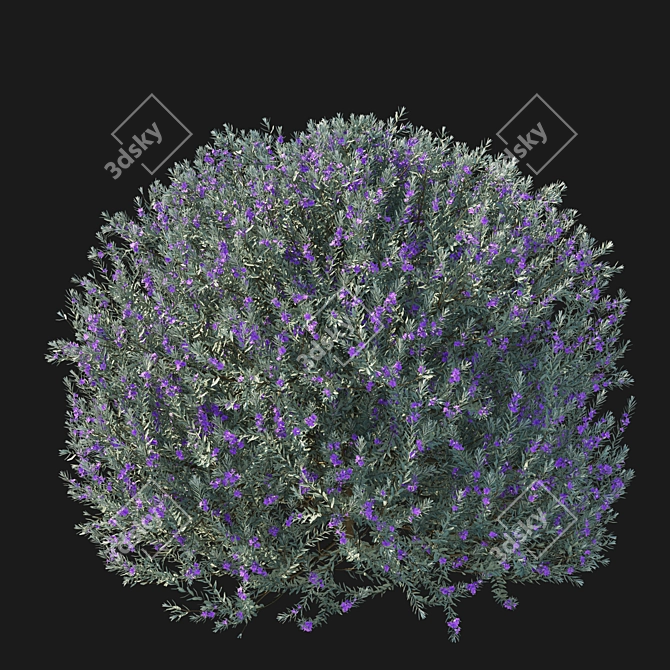 Eremophila Nivea Model 3D Rendering 3D model image 2