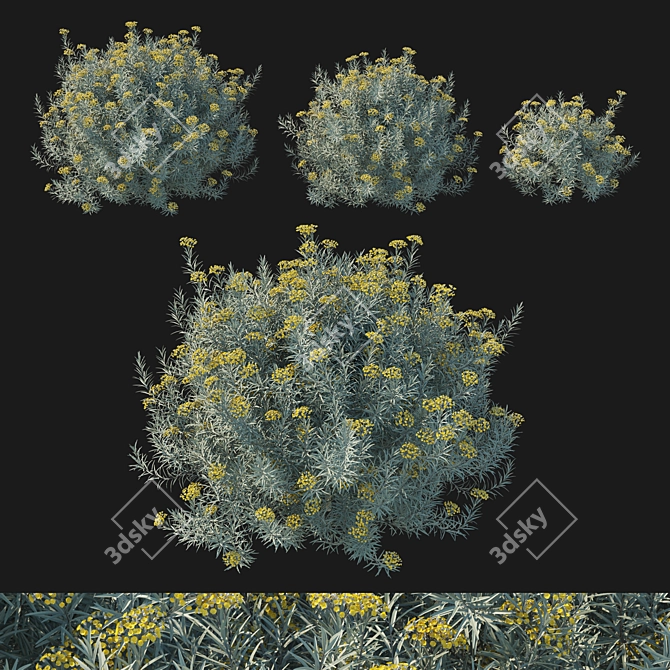 Premium Helichrysum italicum 3D Model 3D model image 1