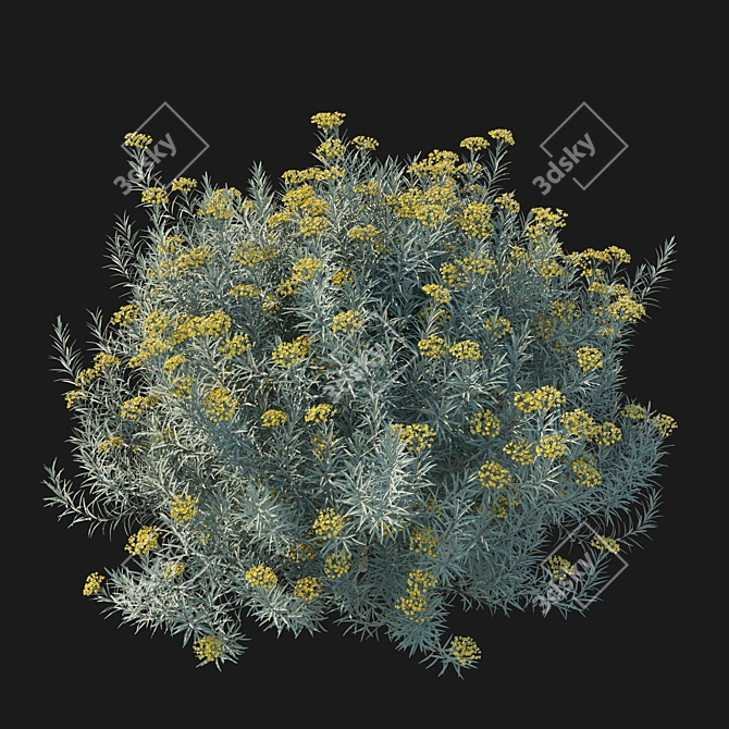 Premium Helichrysum italicum 3D Model 3D model image 2