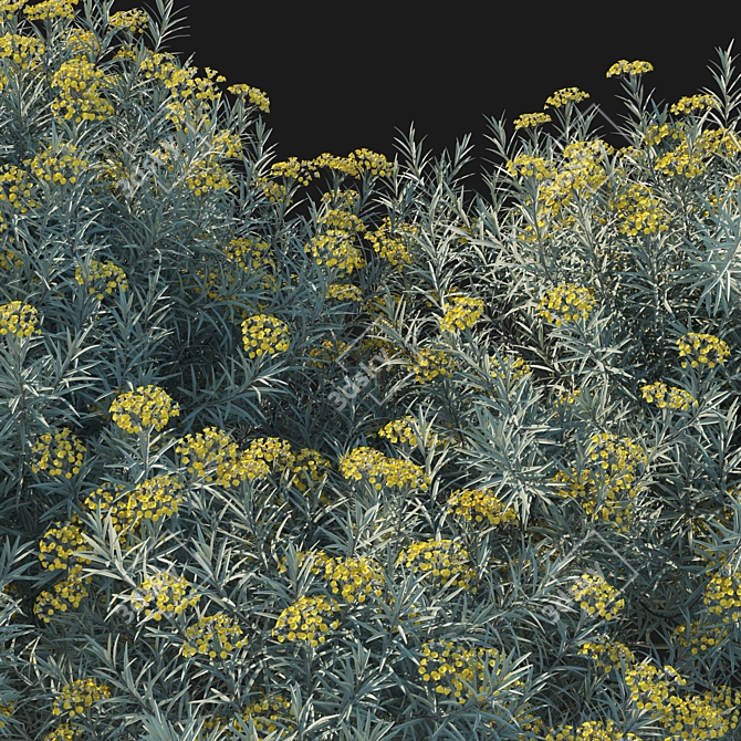 Premium Helichrysum italicum 3D Model 3D model image 3