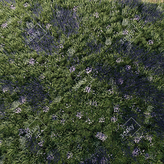 Lavender Meadow 3D Model 3D model image 3