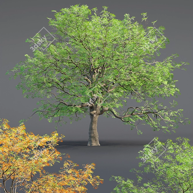  Low Poly Oak Tree Collection 3D model image 1