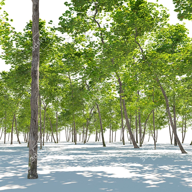 Tall Maple Trees Set with Vray Materials 3D model image 2