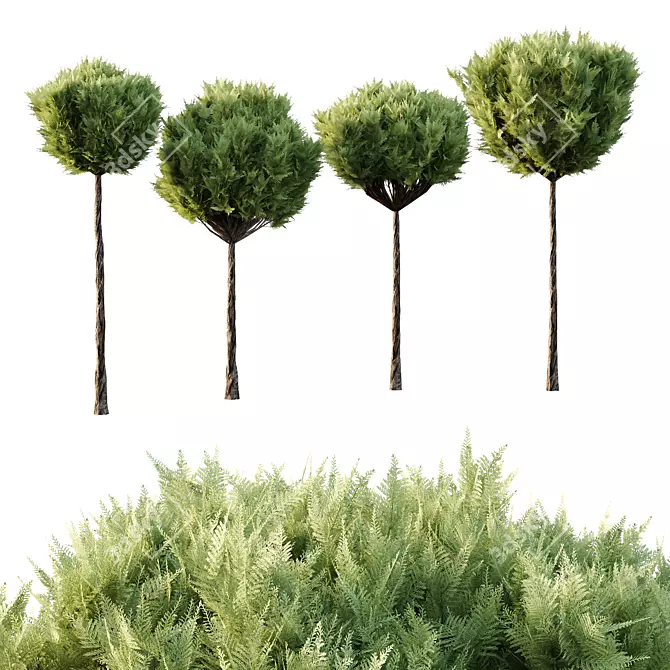 Italian Cypress Tree Model Collection 3D model image 2