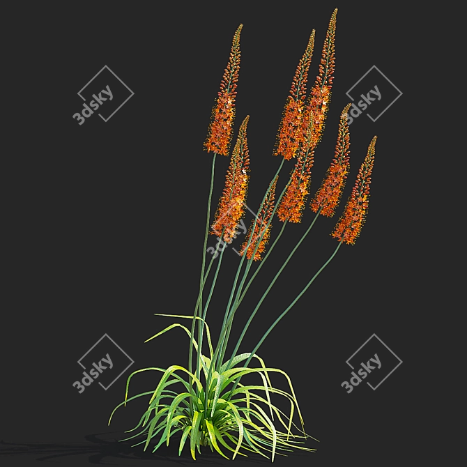 Title: Eremurus Cleopatra Flower Models 3D model image 2