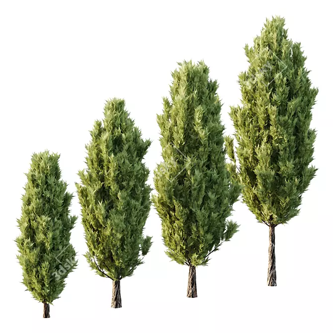 Italian Cypress Tree 19: 3D Models 3D model image 1