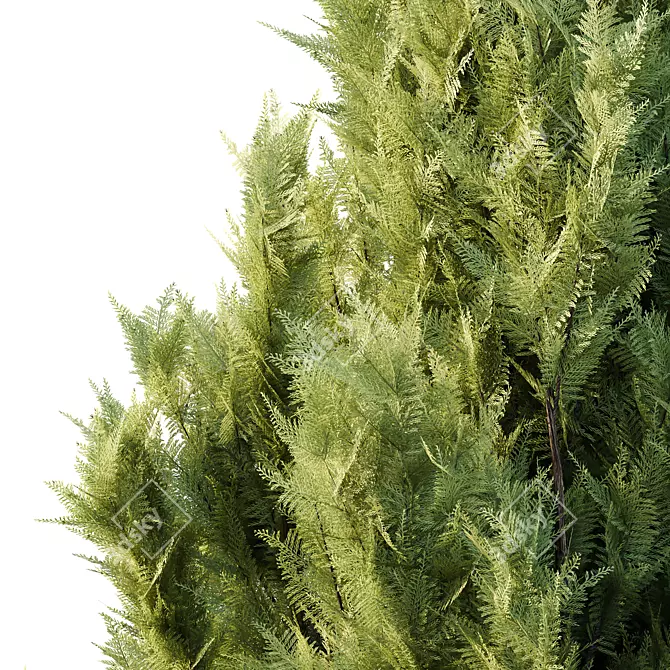 Italian Cypress Tree 19: 3D Models 3D model image 2