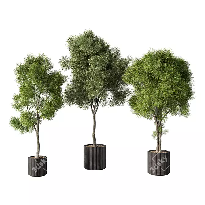 Rustic Pine Tree Set for Outdoors 3D model image 1