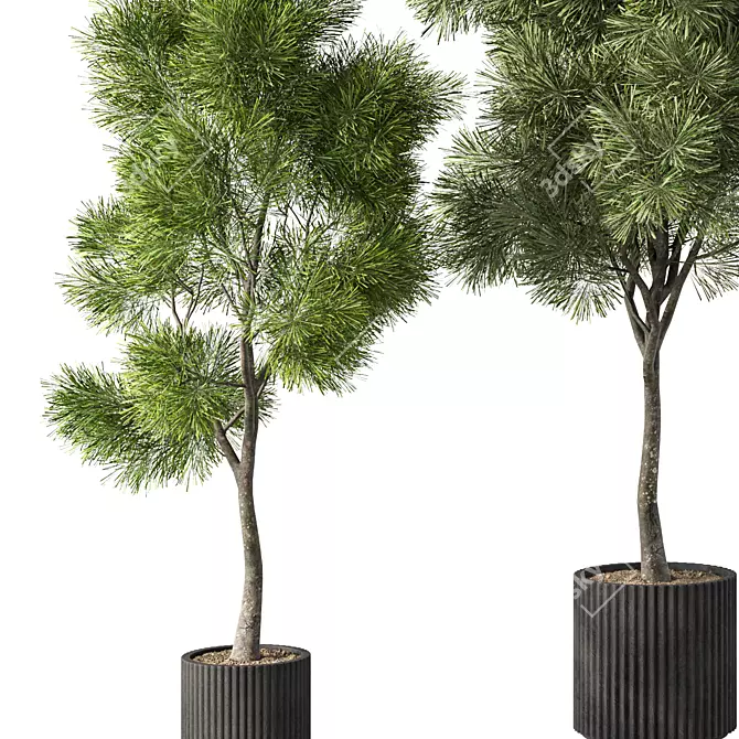 Rustic Pine Tree Set for Outdoors 3D model image 2