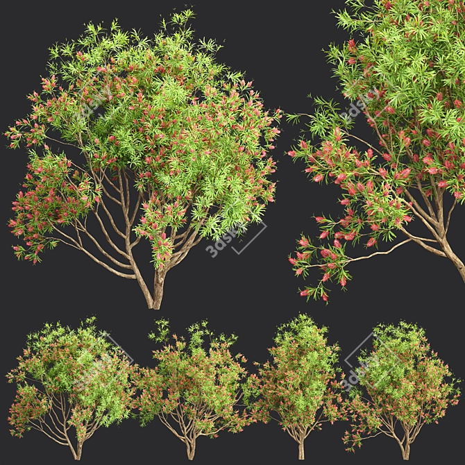 Premium Bottlebrush Bush Collection Vol.48 3D model image 1