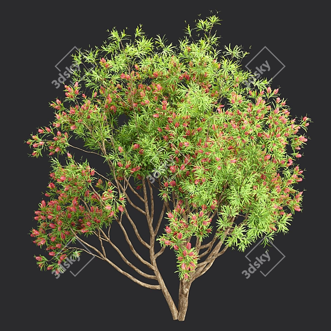 Premium Bottlebrush Bush Collection Vol.48 3D model image 2