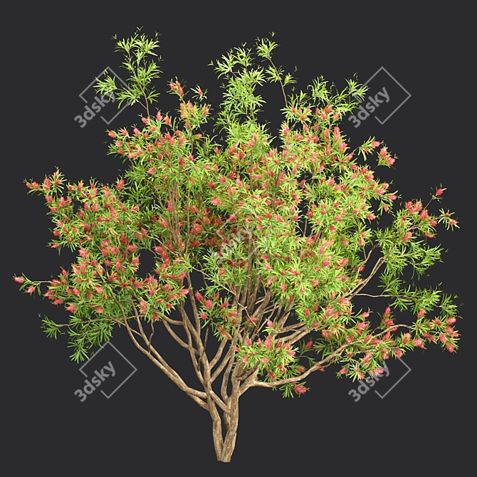Premium Bottlebrush Bush Collection Vol.48 3D model image 3