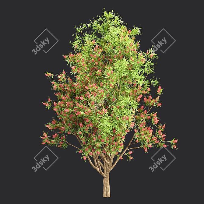 Premium Bottlebrush Bush Collection Vol.48 3D model image 4