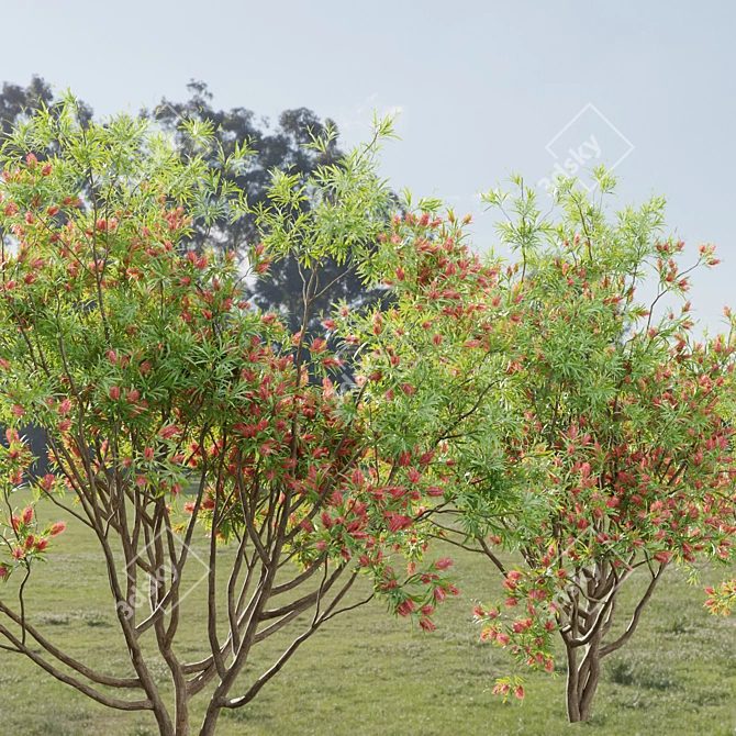 Premium Bottlebrush Bush Collection Vol.48 3D model image 8