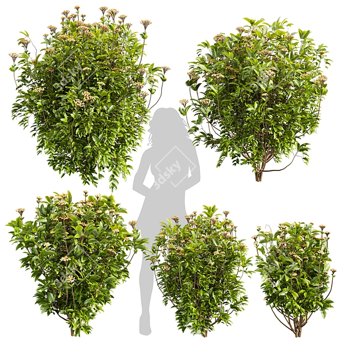 Premium Viburnum Tinus Shrub Model 3D model image 1