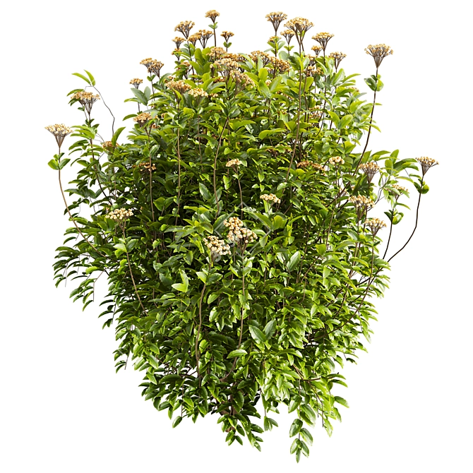 Premium Viburnum Tinus Shrub Model 3D model image 2