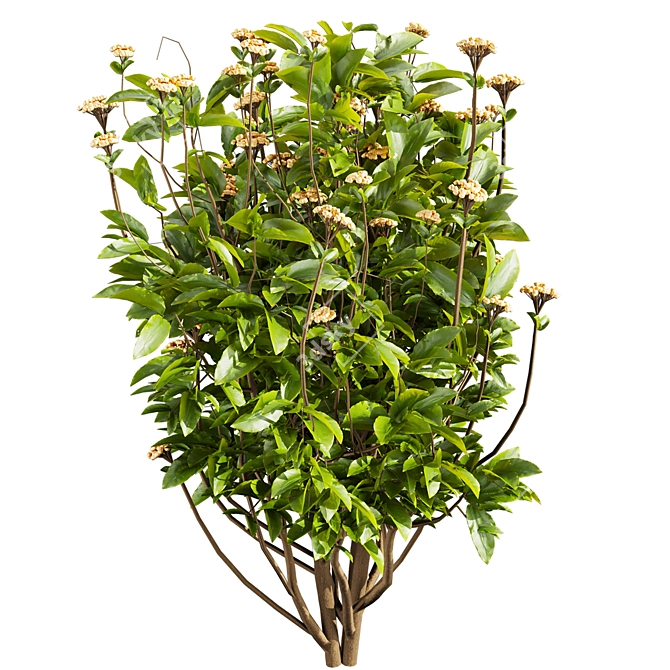 Premium Viburnum Tinus Shrub Model 3D model image 6