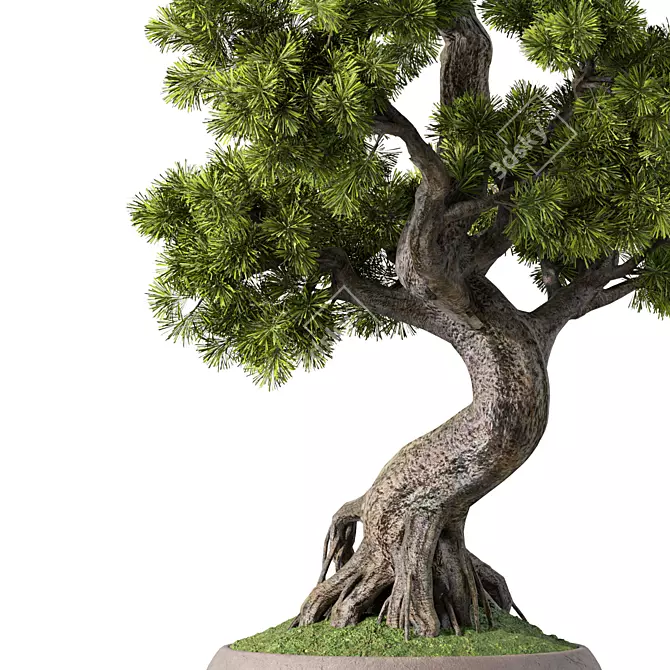 Bonsai Tree Set, 162 Miniatures 3D model image 3