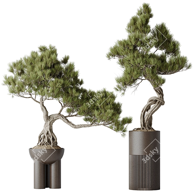 Title: Bonsai Pinus Pentaphylla Set 3D model image 1