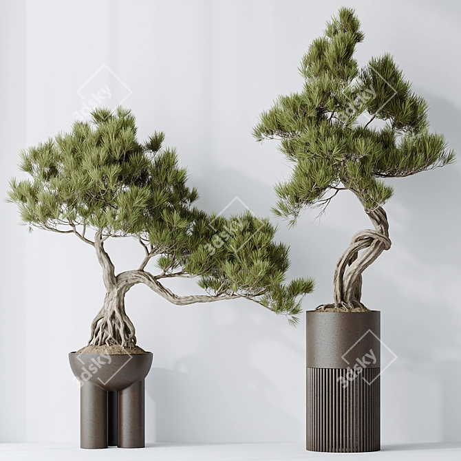 Title: Bonsai Pinus Pentaphylla Set 3D model image 2