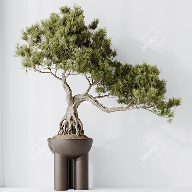 Title: Bonsai Pinus Pentaphylla Set 3D model image 3