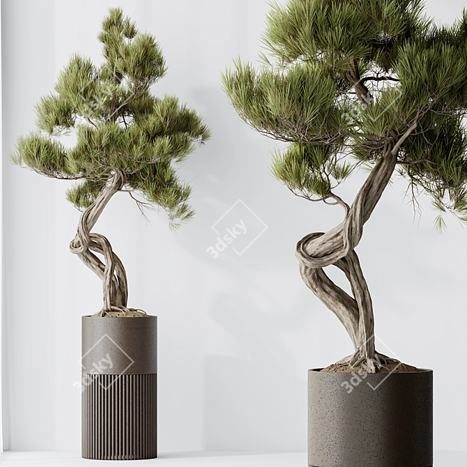 Title: Bonsai Pinus Pentaphylla Set 3D model image 4